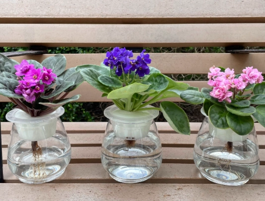 水培花卉技巧 水培花卉技巧