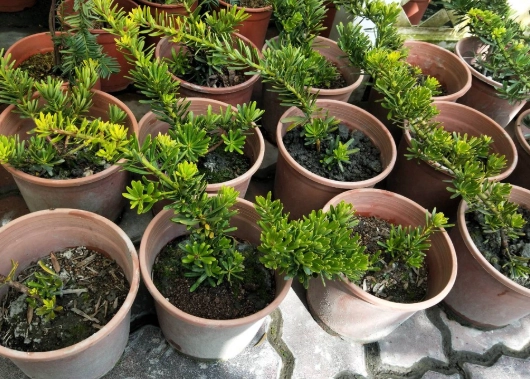 綠鑽植物病害 綠鑽植物病害