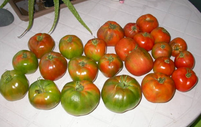 番茄只開花不結果原因