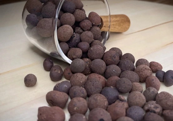 兔腳蕨種植方法