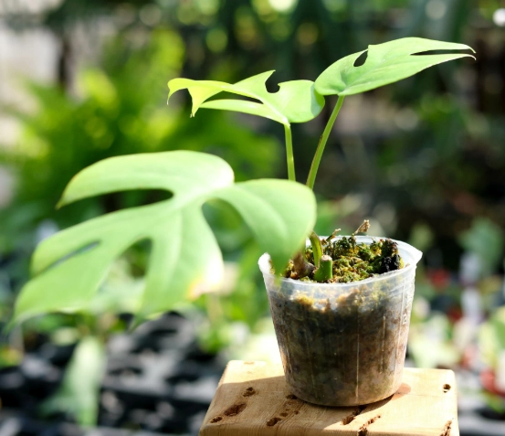 龜背芋水耕技巧 龜背芋水耕技巧
