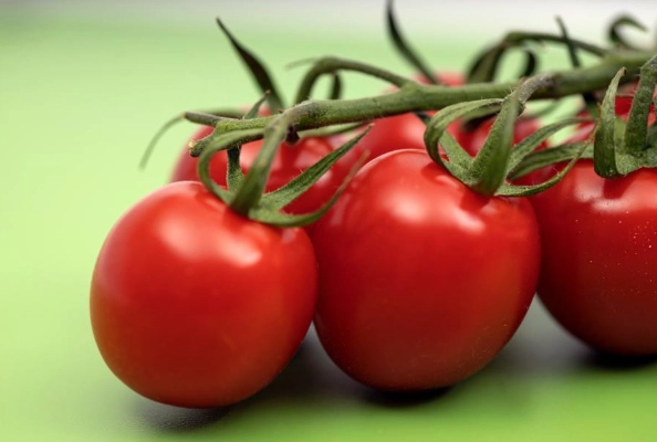 家庭種番茄 家庭種番茄