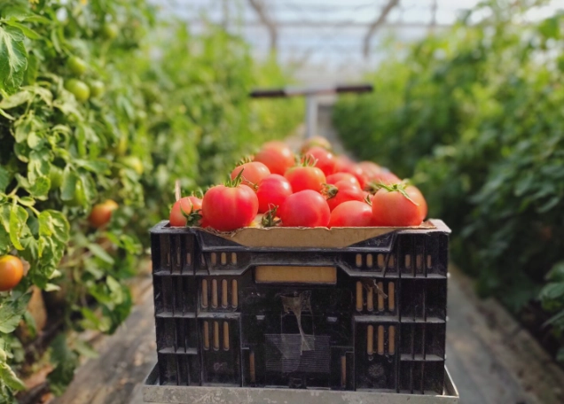 番茄晚疫病症狀 番茄晚疫病症狀