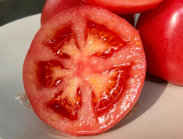 番茄開花結果 番茄開花結果