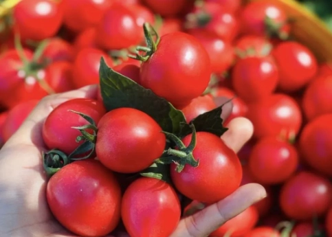 番茄種植技巧 番茄種植技巧