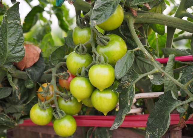 小果番茄健康管理