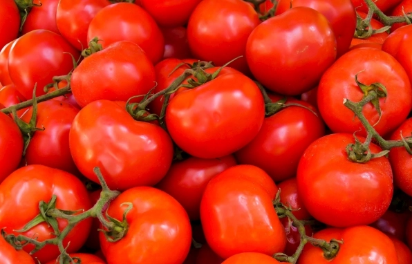 番茄低溫保存 番茄低溫保存