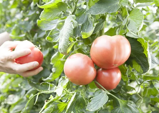 軟番茄食譜 軟番茄食譜