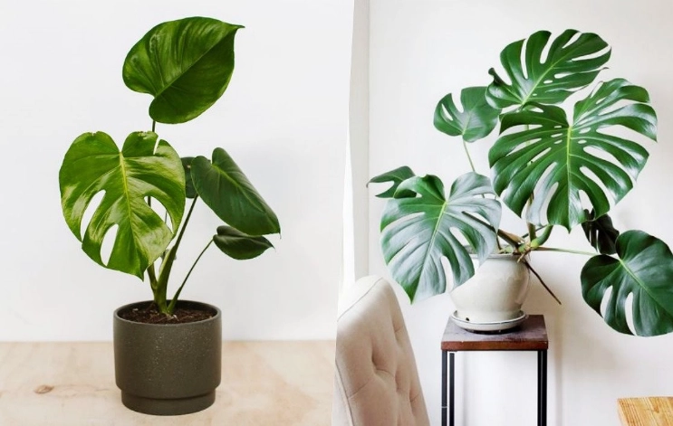 懶人植物 懶人植物