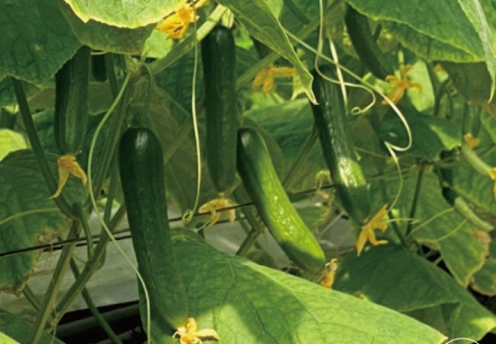 小黃瓜種子發芽