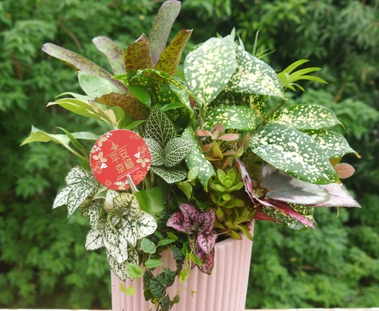 空氣淨化植物 空氣淨化植物