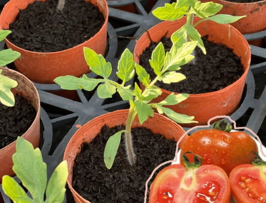 黑柿番茄栽培管理