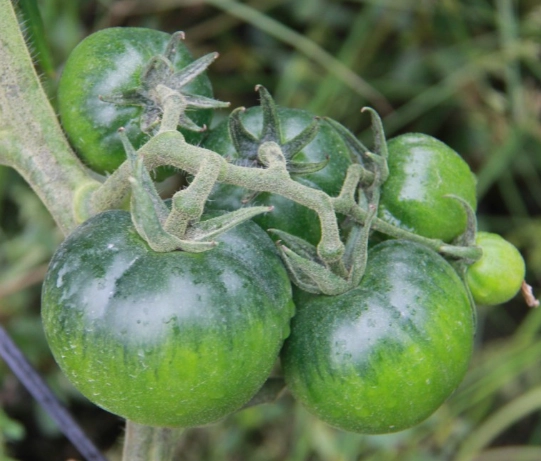 黑柿番茄種植技巧