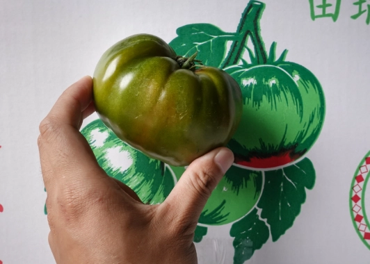 番茄開花不結果