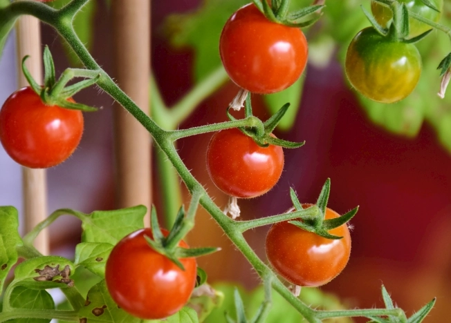 番茄栽培技巧 番茄栽培技巧