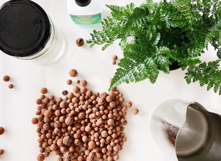 兔腳蕨種植方法