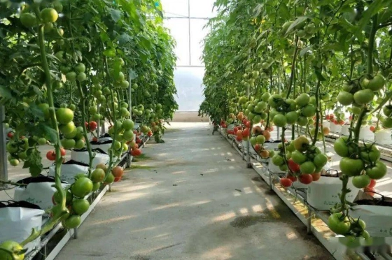 盆栽番茄照顧技巧 盆栽番茄照顧技巧