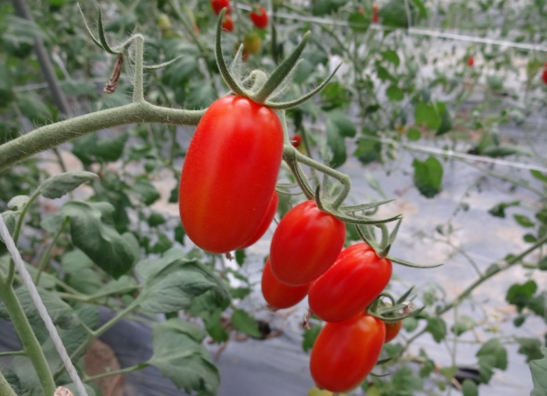 番茄種植方法