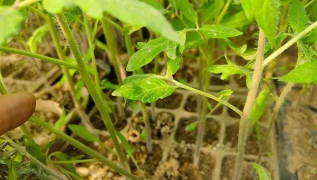 番茄幼苗種植