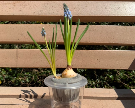 室內水種植物推薦 室內水種植物推薦