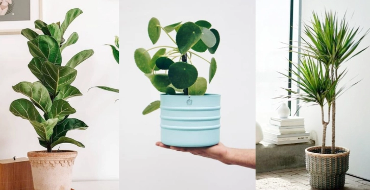 懶人室內植物 懶人室內植物