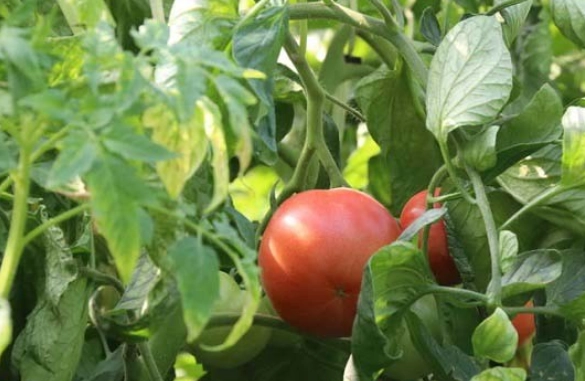光照對番茄生長影響