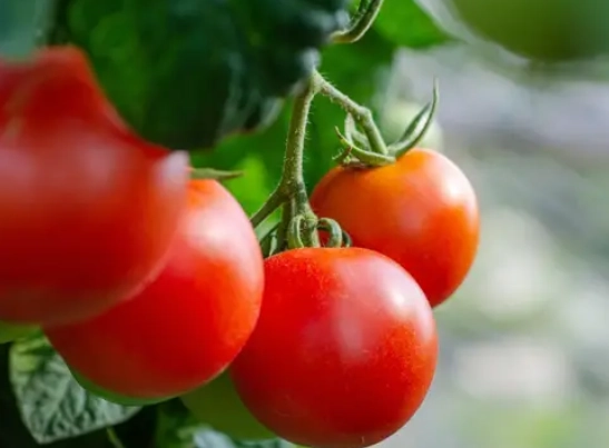 番茄種植技巧 番茄種植技巧