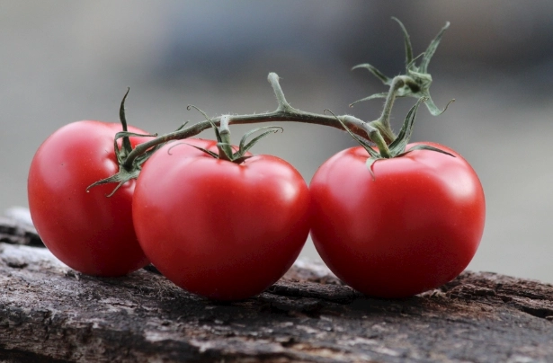 番茄高產技巧 番茄高產技巧