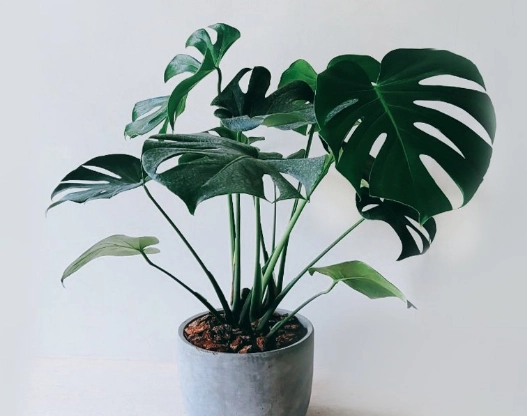 龜背芋節點繁殖 龜背芋節點繁殖