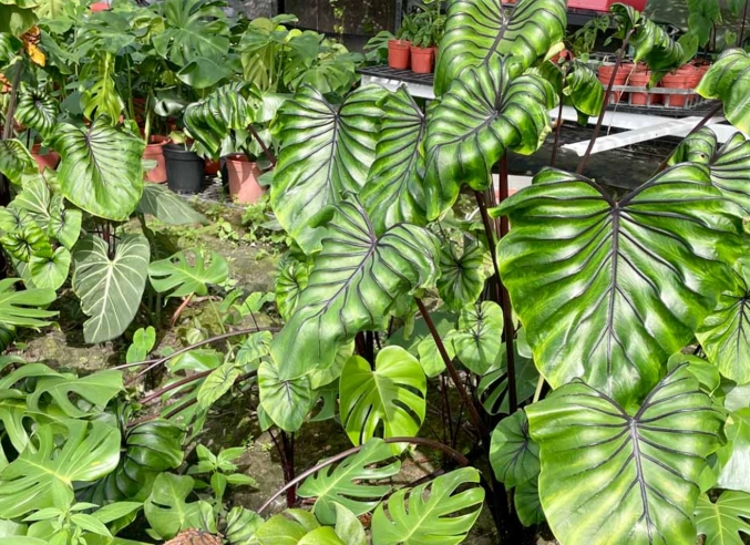 龜背芋水耕技巧 龜背芋水耕技巧