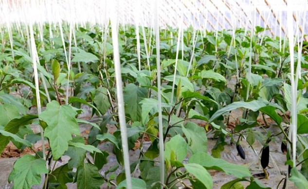 小黃瓜不夠綠原因