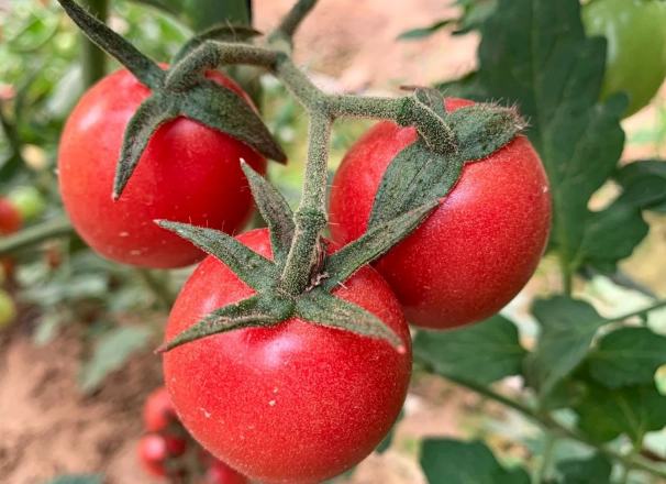 番茄種植技巧 番茄種植技巧