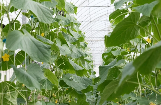 小黃瓜種植方法