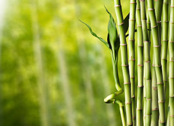 竹子葉子變黃處理