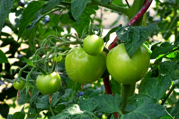 番茄栽培管理 番茄栽培管理