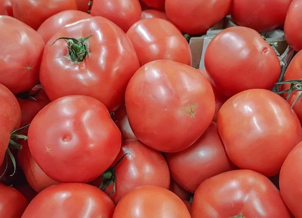 番茄種植技巧 番茄種植技巧