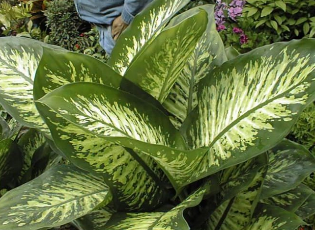 萬年青養護方法