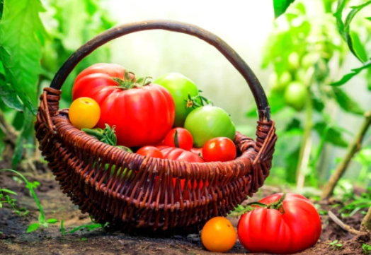 番茄種植技巧 番茄種植技巧