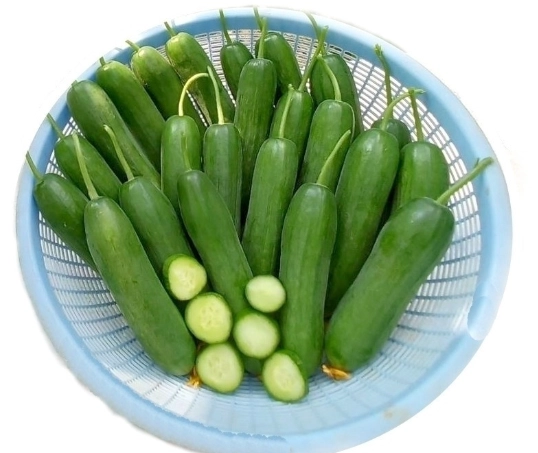 小黃瓜採收時機