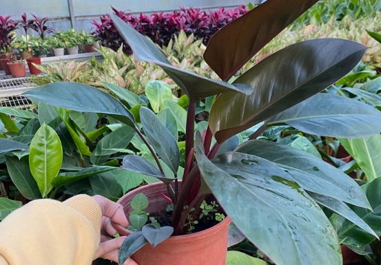 帝王蔓綠絨分類