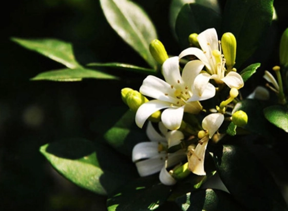 七里香繁殖方法