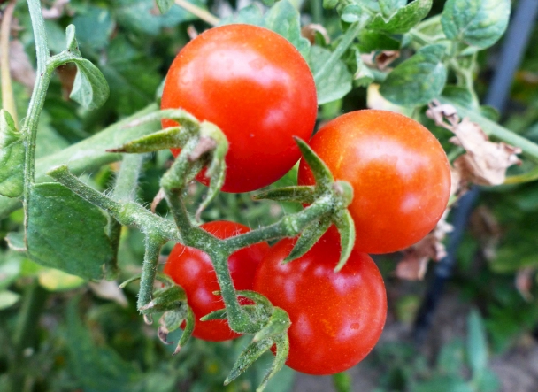 番茄栽培技巧 番茄栽培技巧