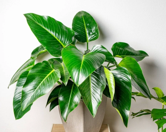 帝王蔓綠絨分類