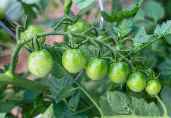 番茄高產技巧 番茄高產技巧