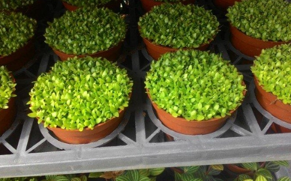 綠鑽植物病害 綠鑽植物病害