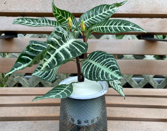 水培花卉技巧 水培花卉技巧