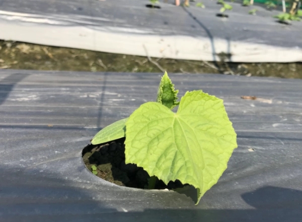 黄瓜叶子发黄怎么办