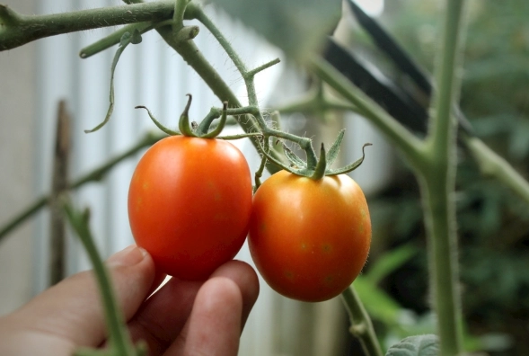 番茄結果期管理 番茄結果期管理