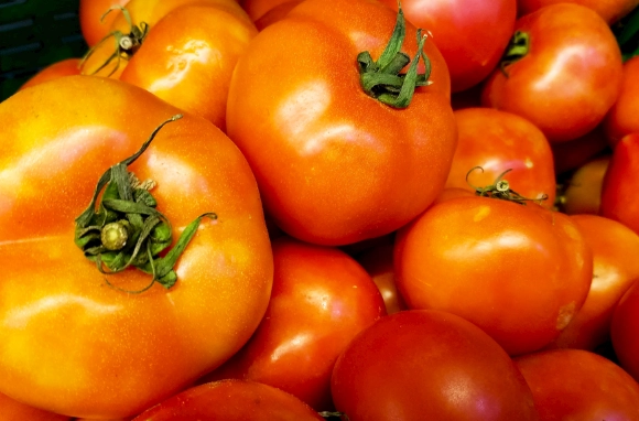 番茄開花結果 番茄開花結果