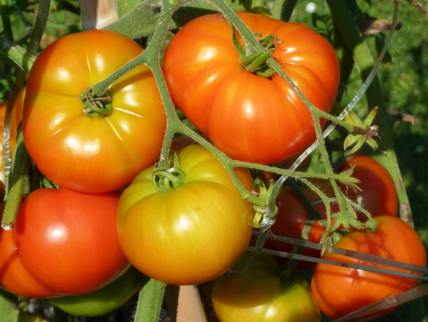 陽台種番茄 陽台種番茄